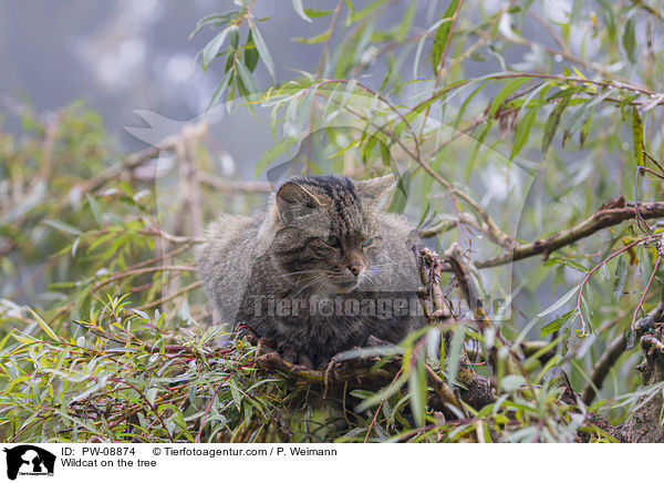 Wildcat on the tree / PW-08874