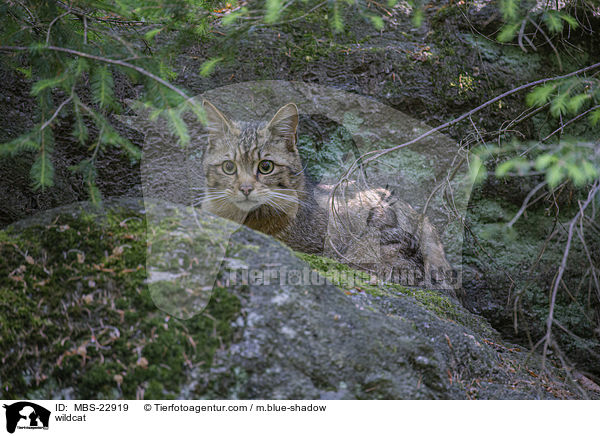 Wildkatze / wildcat / MBS-22919