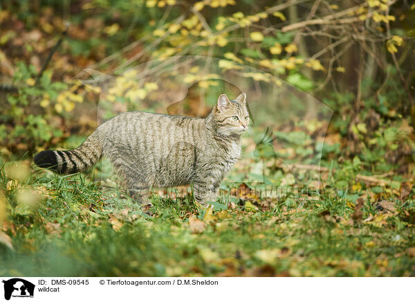 Wildkatze / wildcat / DMS-09545