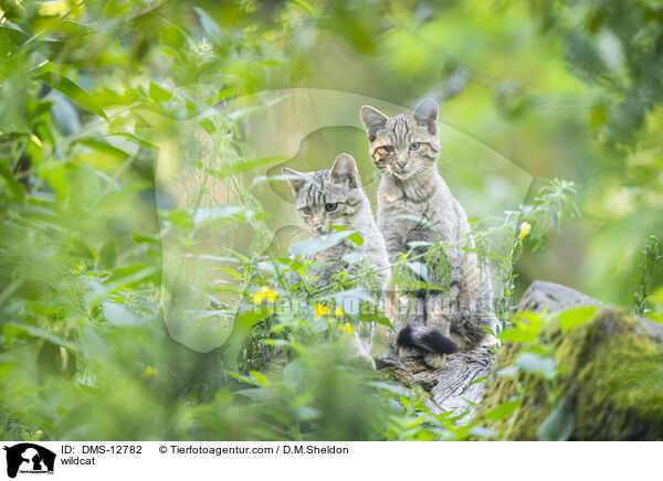 wildcat / DMS-12782