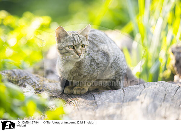 Wildkatze / wildcat / DMS-12784