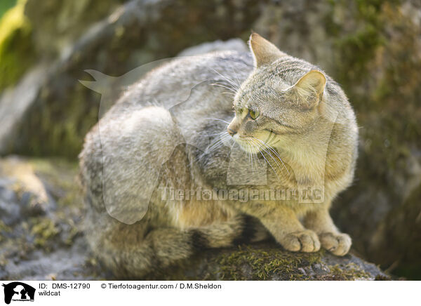 Wildkatze / wildcat / DMS-12790
