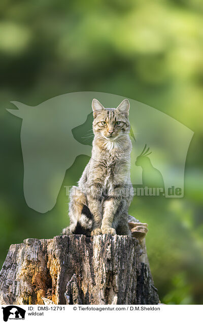 Wildkatze / wildcat / DMS-12791
