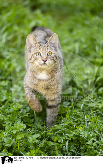 Wildkatze / wildcat / DMS-12794