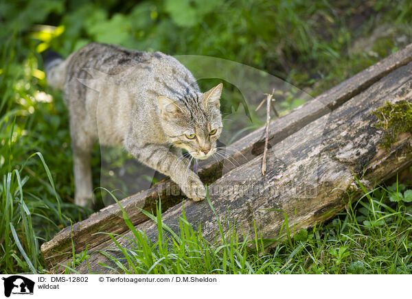 Wildkatze / wildcat / DMS-12802