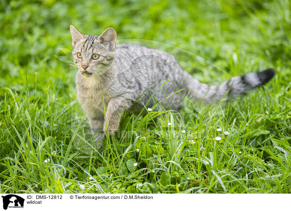 Wildkatze / wildcat / DMS-12812