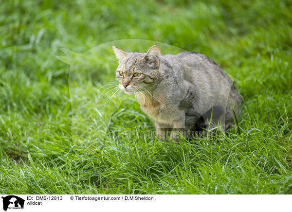 Wildkatze / wildcat / DMS-12813