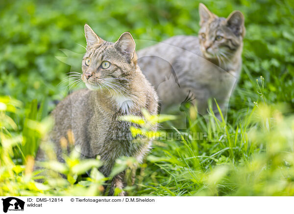 Wildkatze / wildcat / DMS-12814
