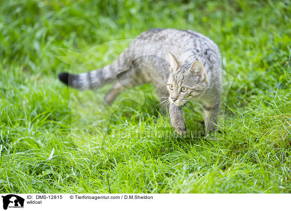 Wildkatze / wildcat / DMS-12815