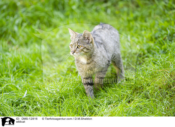 Wildkatze / wildcat / DMS-12816