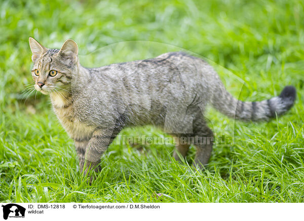 Wildkatze / wildcat / DMS-12818