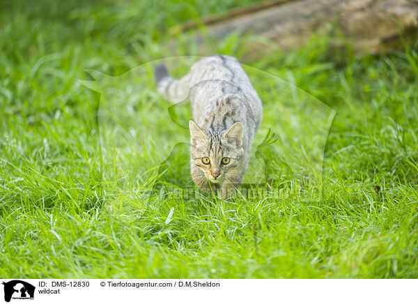 Wildkatze / wildcat / DMS-12830