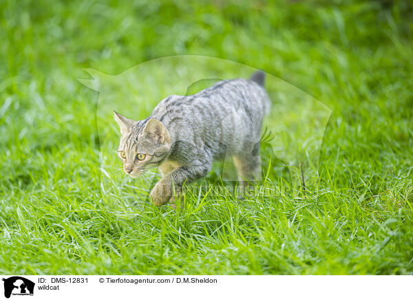 Wildkatze / wildcat / DMS-12831