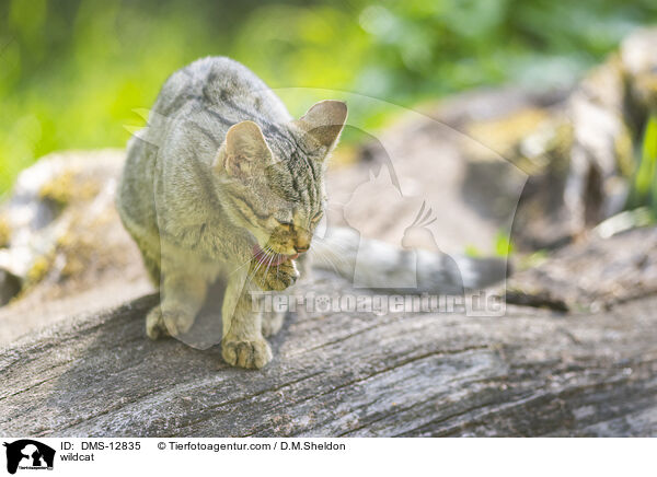 Wildkatze / wildcat / DMS-12835