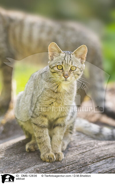 Wildkatze / wildcat / DMS-12836