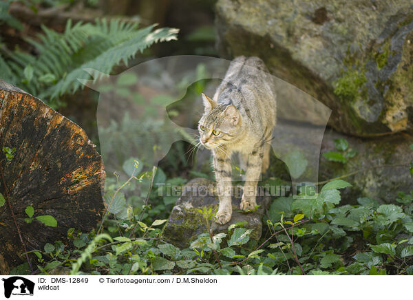 Wildkatze / wildcat / DMS-12849