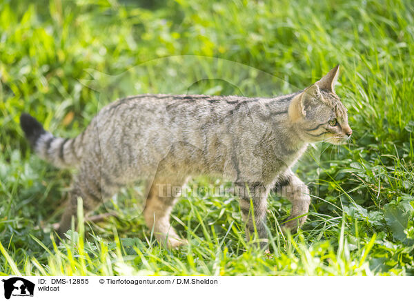 Wildkatze / wildcat / DMS-12855