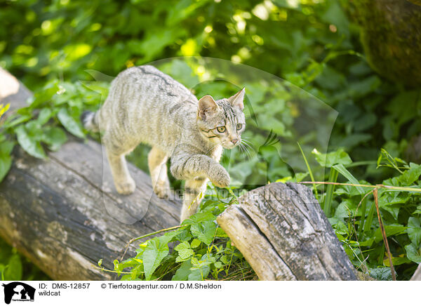 Wildkatze / wildcat / DMS-12857