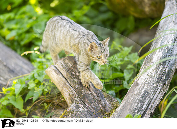 Wildkatze / wildcat / DMS-12858
