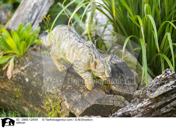 Wildkatze / wildcat / DMS-12859