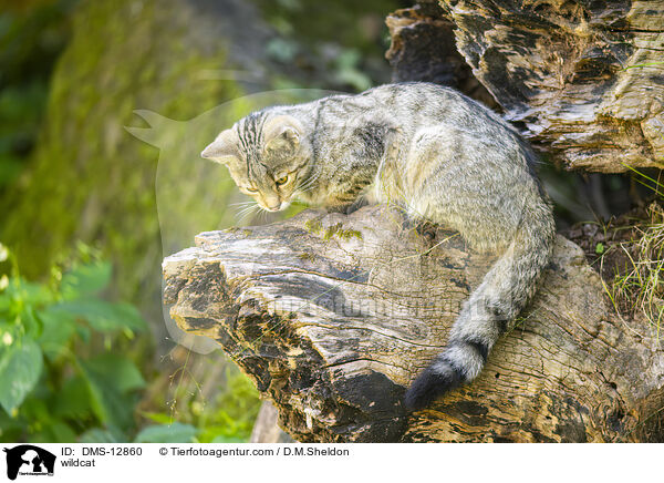 Wildkatze / wildcat / DMS-12860