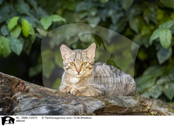 Wildkatze / wildcat / DMS-12970