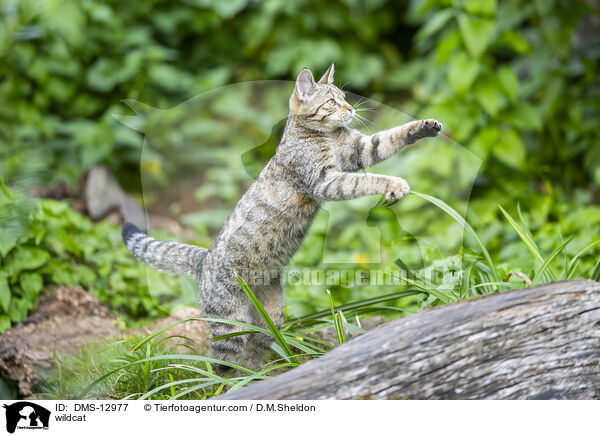 Wildkatze / wildcat / DMS-12977