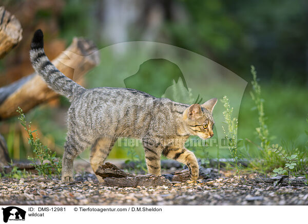 Wildkatze / wildcat / DMS-12981