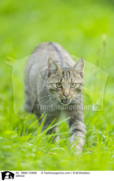 Wildkatze / wildcat / DMS-12988