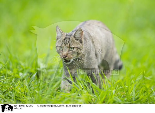 Wildkatze / wildcat / DMS-12989