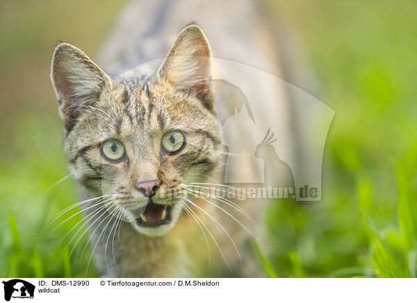 Wildkatze / wildcat / DMS-12990