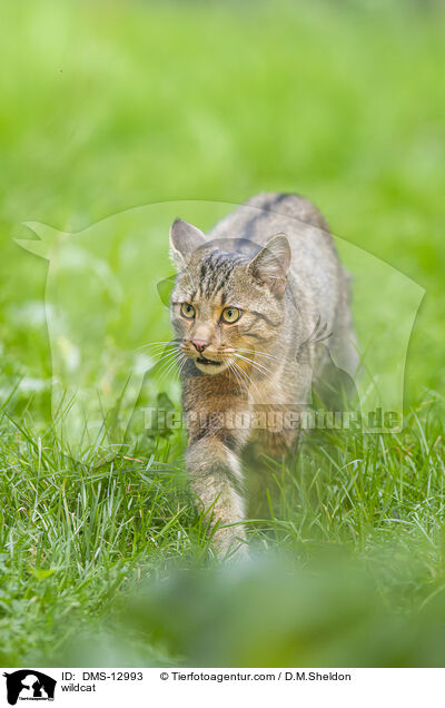Wildkatze / wildcat / DMS-12993