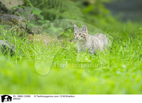 Wildkatze / wildcat / DMS-12998
