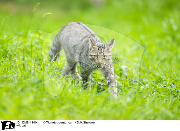 Wildkatze / wildcat / DMS-13001