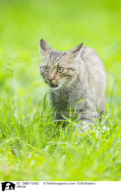 Wildkatze / wildcat / DMS-13002