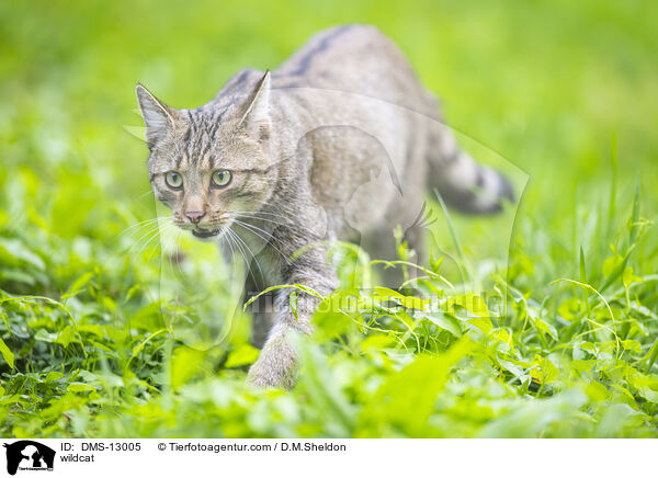 Wildkatze / wildcat / DMS-13005