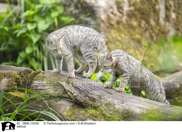 Wildkatze / wildcat / DMS-13006
