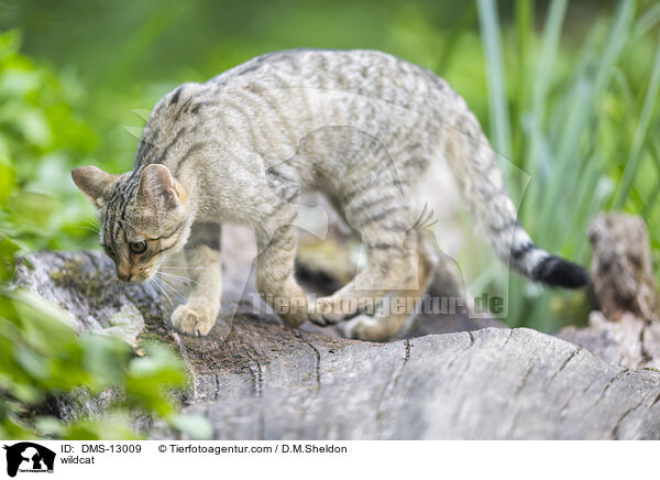 Wildkatze / wildcat / DMS-13009
