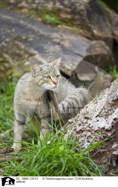 Wildkatze / wildcat / DMS-13010