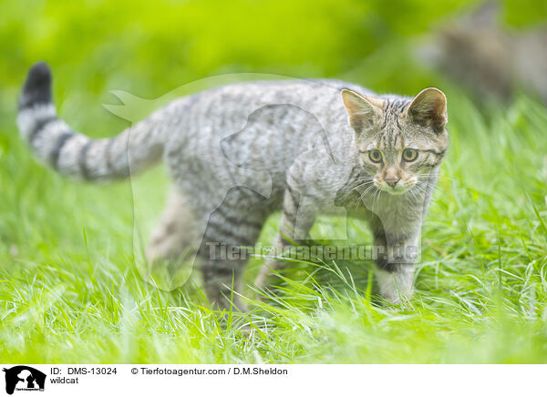Wildkatze / wildcat / DMS-13024