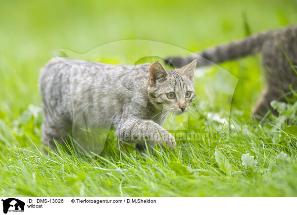 Wildkatze / wildcat / DMS-13026