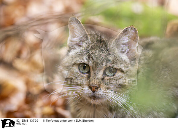 Wildkatze / wild cat / DMS-13729
