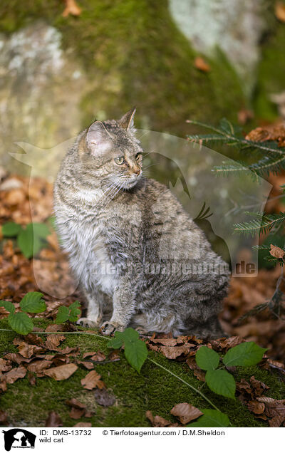 Wildkatze / wild cat / DMS-13732