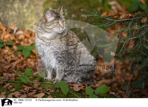 wild cat / DMS-13733