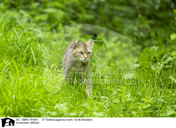 Europische Wildkatze / european wildcat / DMS-14460