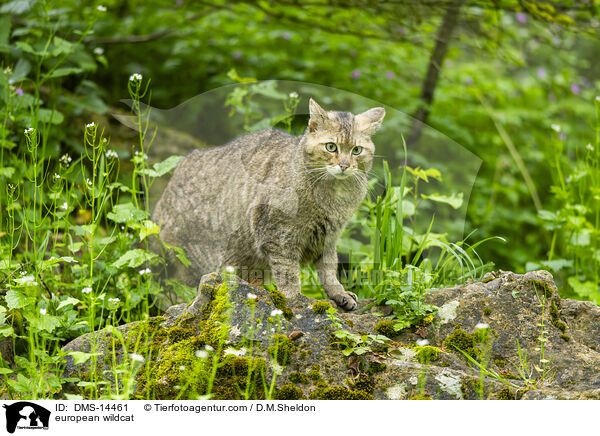 Europische Wildkatze / european wildcat / DMS-14461