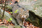 wildcat