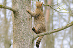 climbing wildcat