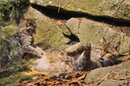 playing kitty