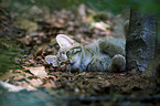 young wildcat